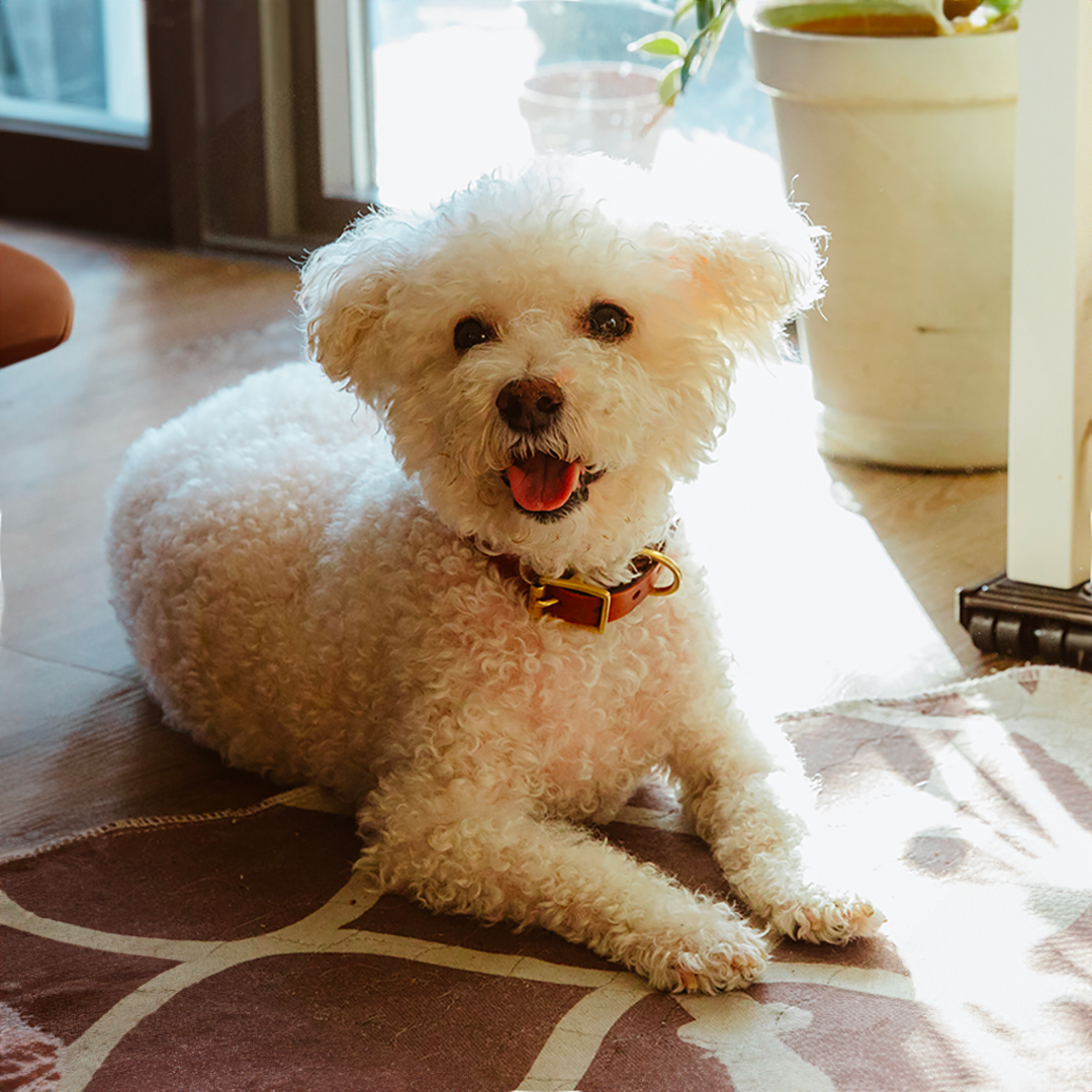 Charlie, a small white curly haired dog laying down and its tongue sticking out