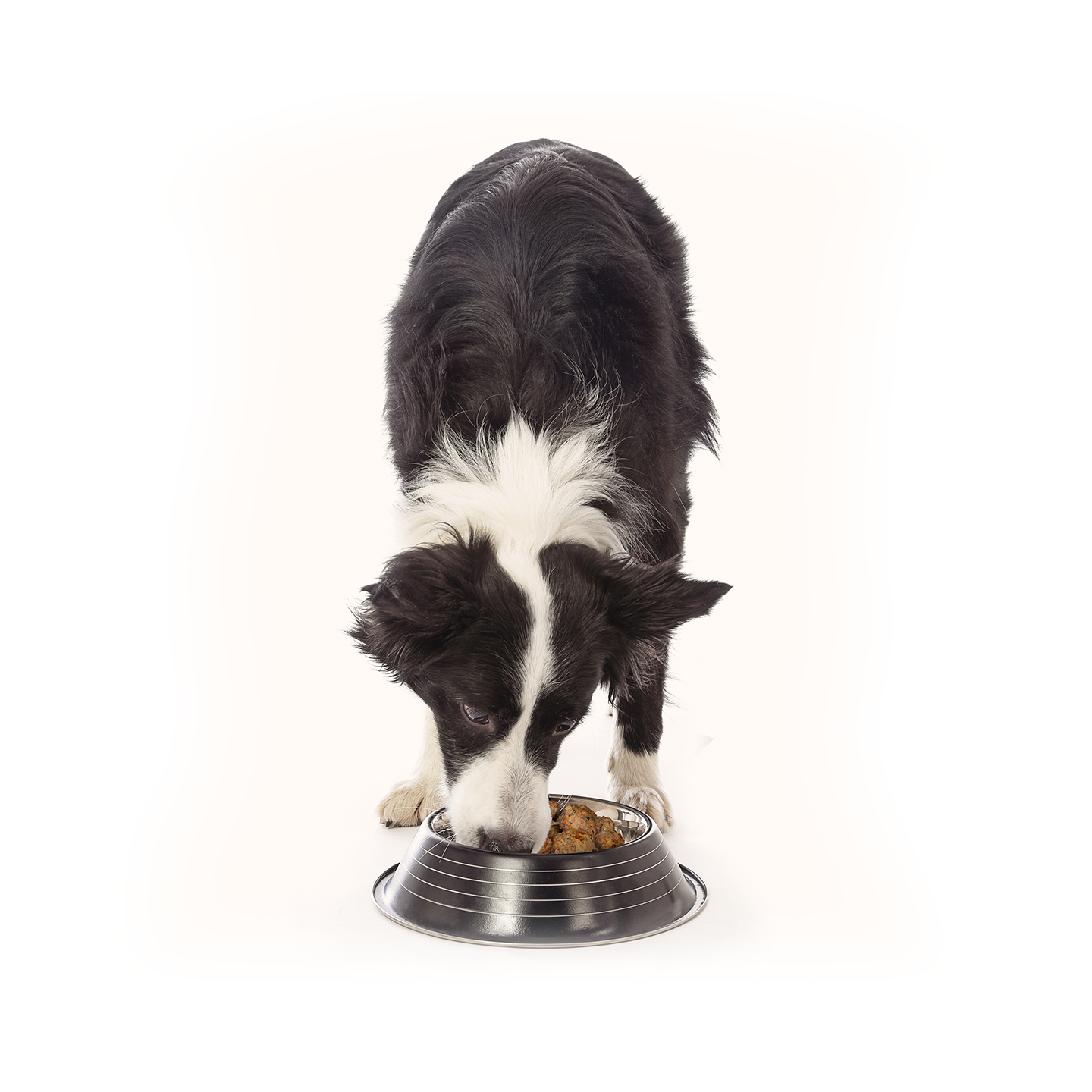 border collie eating fresh meatballs from neighbor pet food