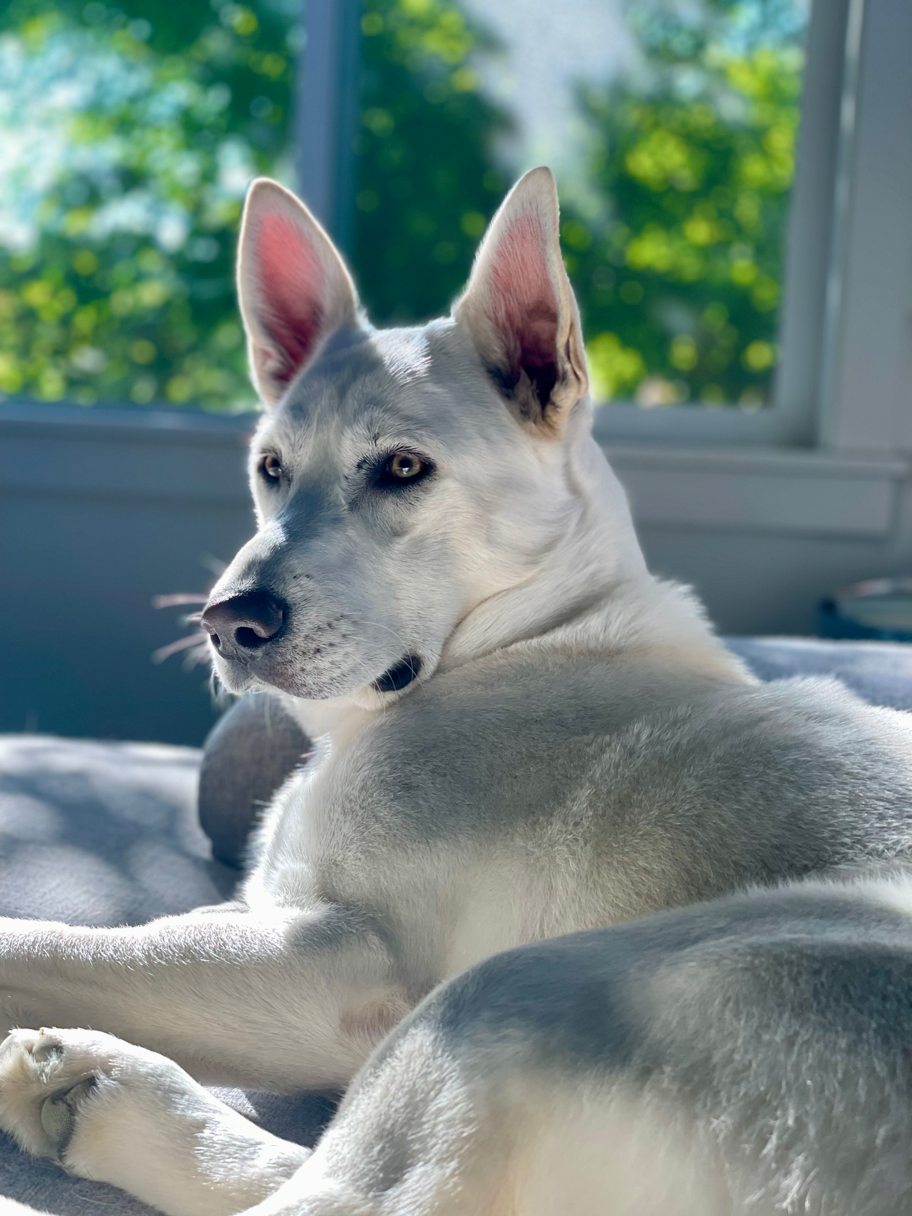Meet Bolt: A Picky Pup, a Sensitive Stomach, and a Bowl I Finally Feel Good About