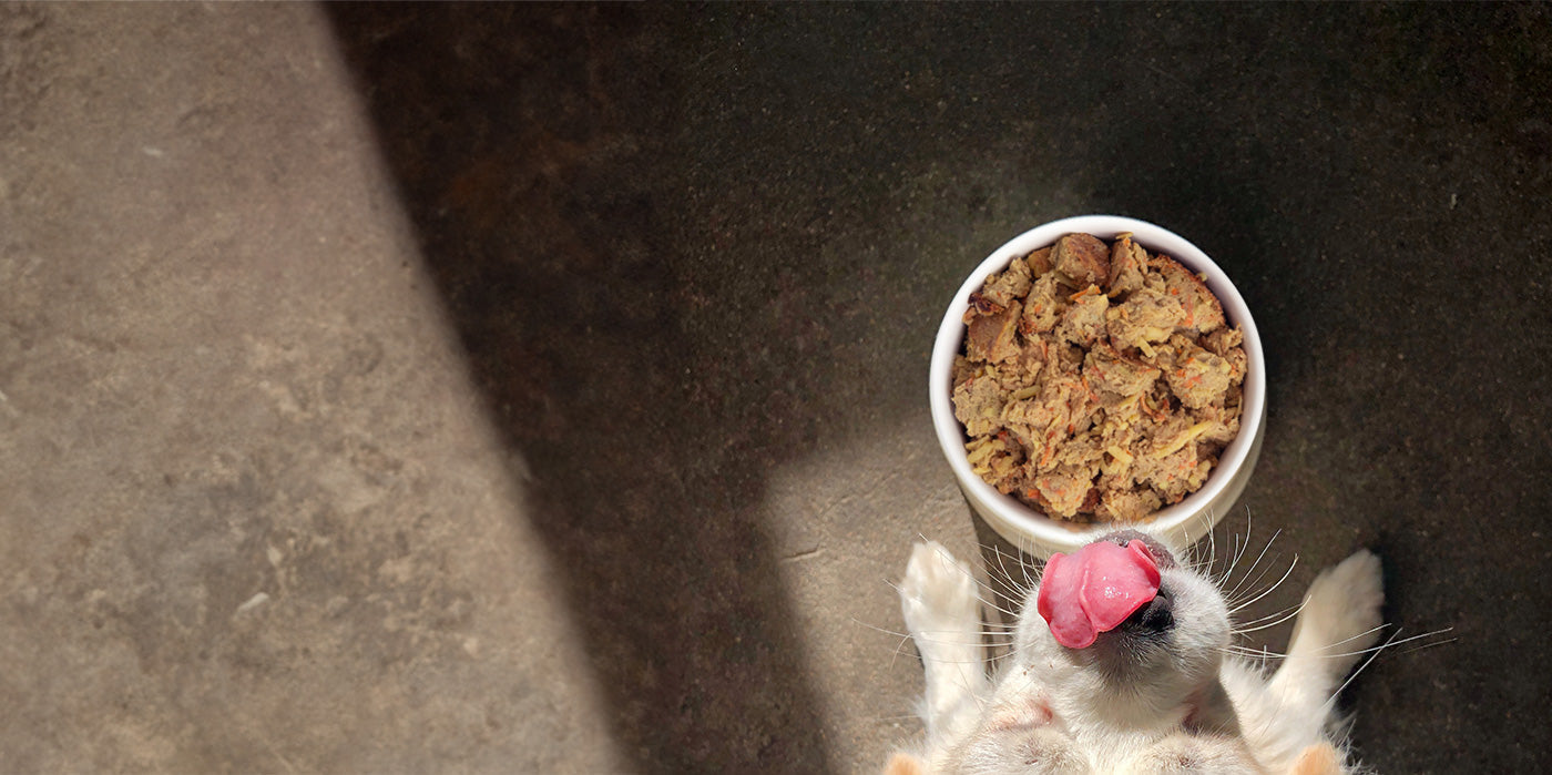 Why Fresh Dog Food?
