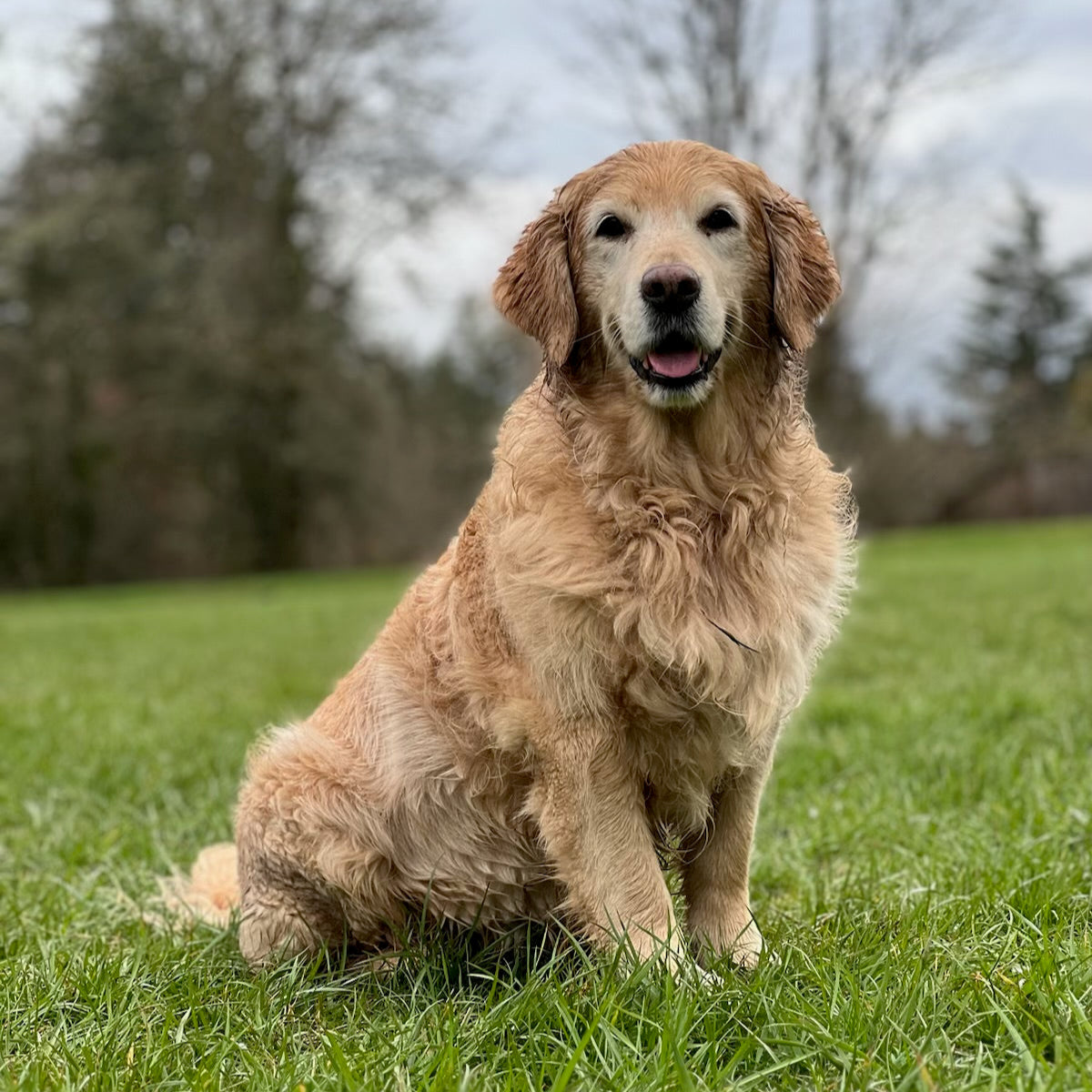 Wet golden retriever smiling.