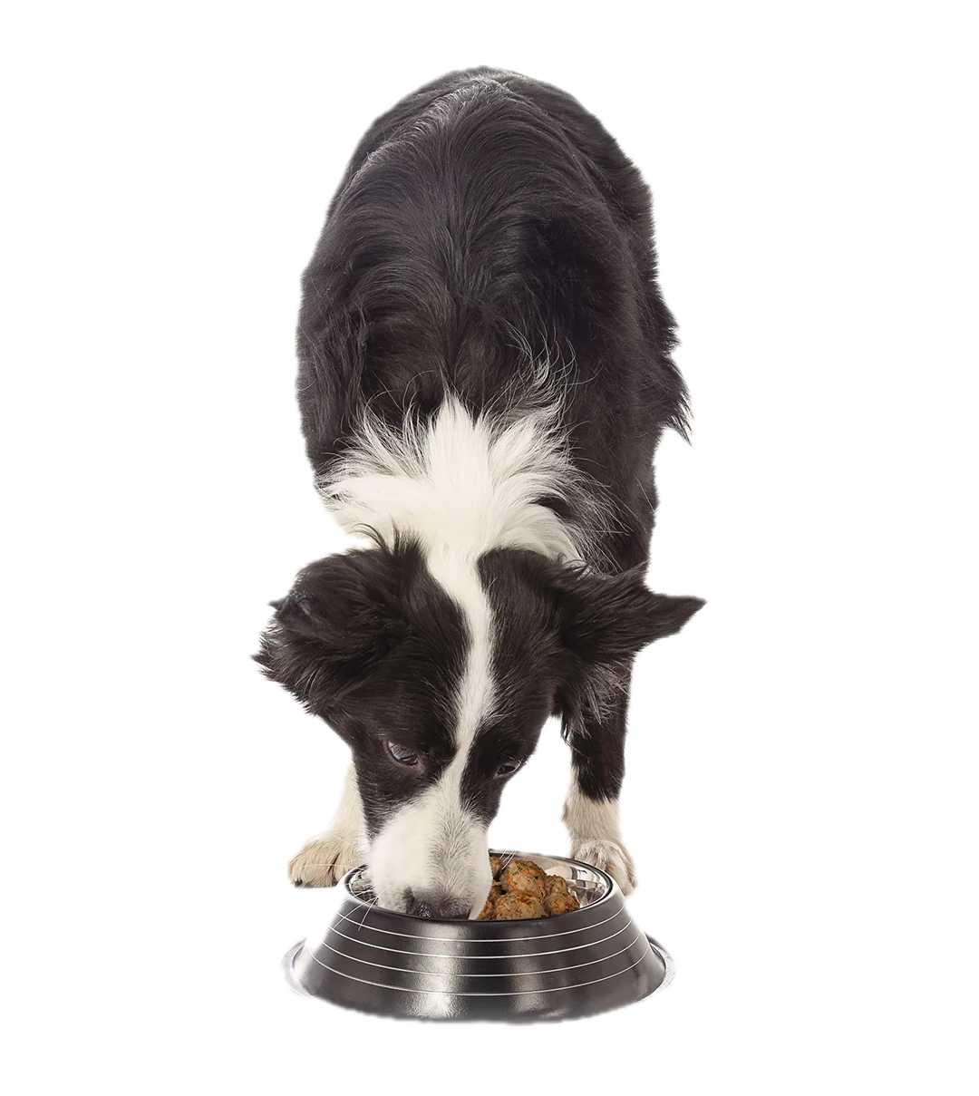 black and white border collie eating fresh neighbor pet food