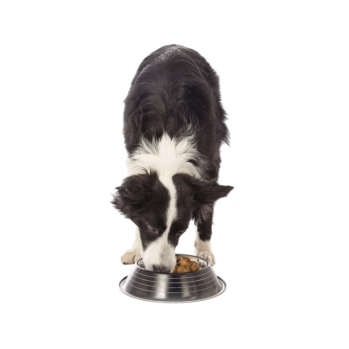 border collie eating fresh meatballs from neighbor pet food