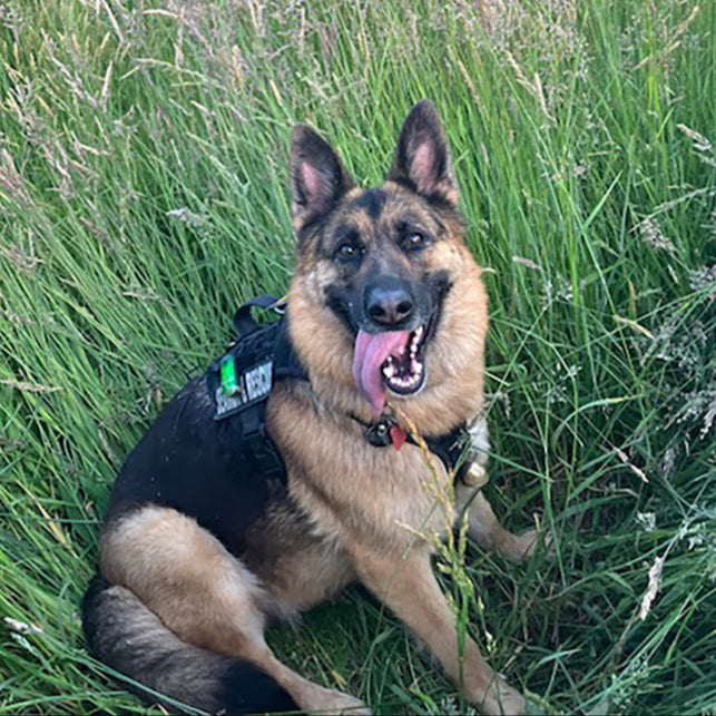 German shepherd sitting in the grass and looks really happy