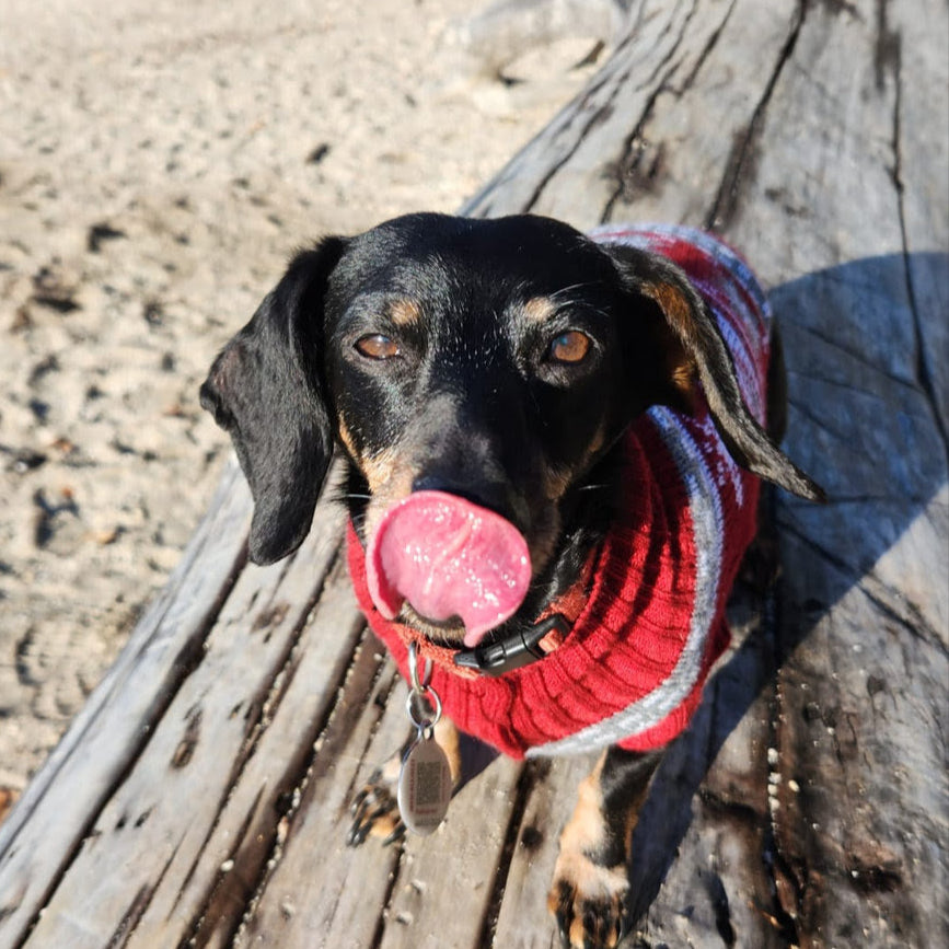 Black dachshund wearing a red sweater licking its lips.